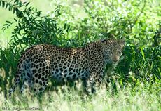 leopard (35 von 60).jpg